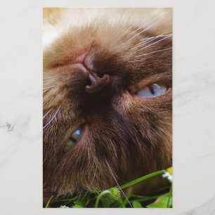 Katze süßes Haustier schnurren miauen Augen Gesich Briefpapier