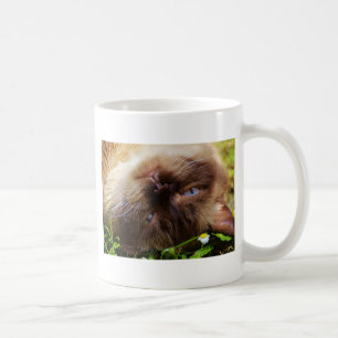 Katze süßes Haustier Schnurren Miauen Augen Gesich Kaffeetasse
