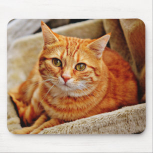 Katze, Tabby, Natur Mousepad