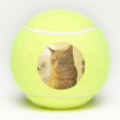 Katze Tennisbälle (Rückseite)
