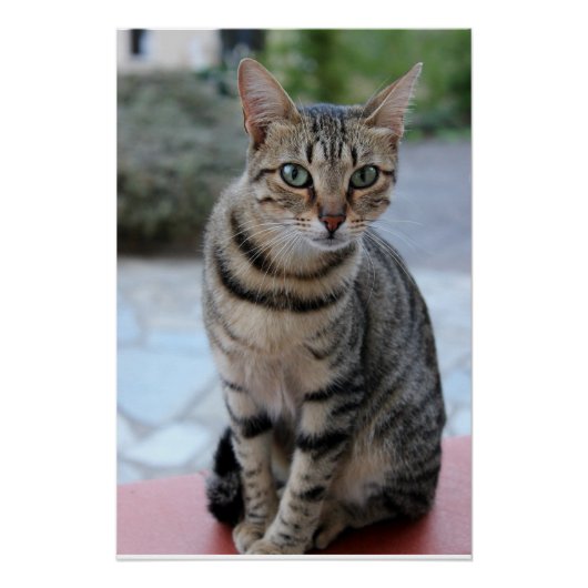 Katze, Tigerkatze, Kätzchen  Poster (Vorderseite)