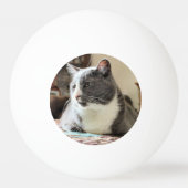 Katze Tischtennisball (Rückseite)