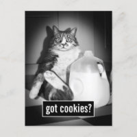 Katze trinkt Milch von Jug