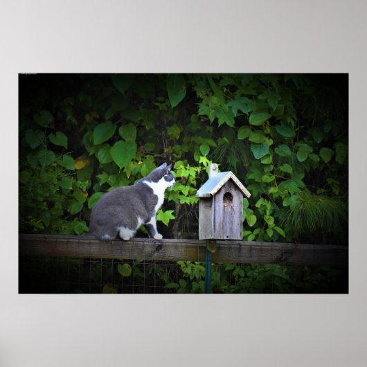 Katze und Birdhouse, Poster (Vorne)