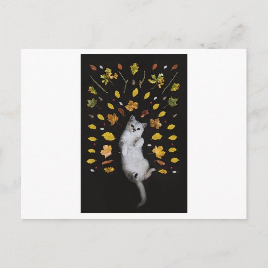 KATZE UND BLÄTTER FOTOGRAFISCHE POSTKARTE (Vorderseite)