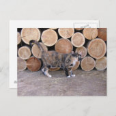 Katze und Holzpflücke Postkarte (Vorne/Hinten)