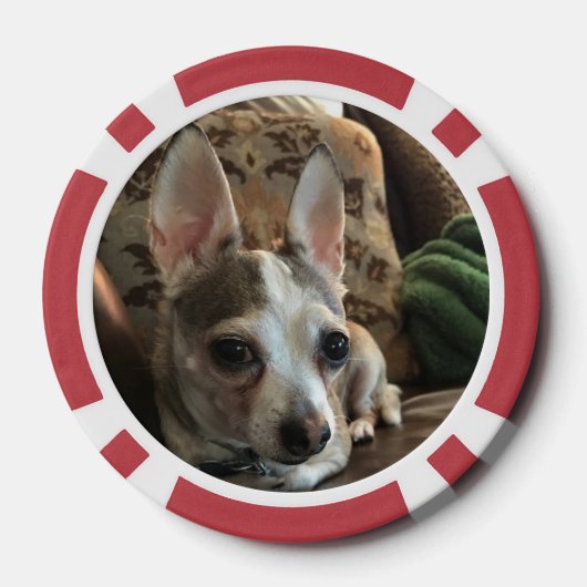 Katze und Hund Pokerchips (Rückseite)