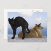 Katze und Hund Postkarte (Vorne/Hinten)