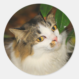 Katze und Kamelien Runder Aufkleber