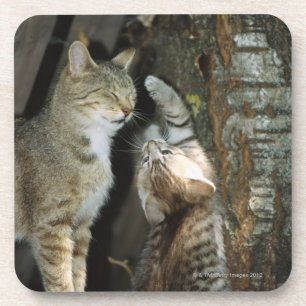 Katze und Kätzchen durch Baum Untersetzer