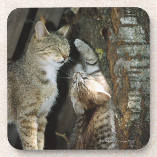 Katze und Kätzchen durch Baum Untersetzer (Vorderseite)
