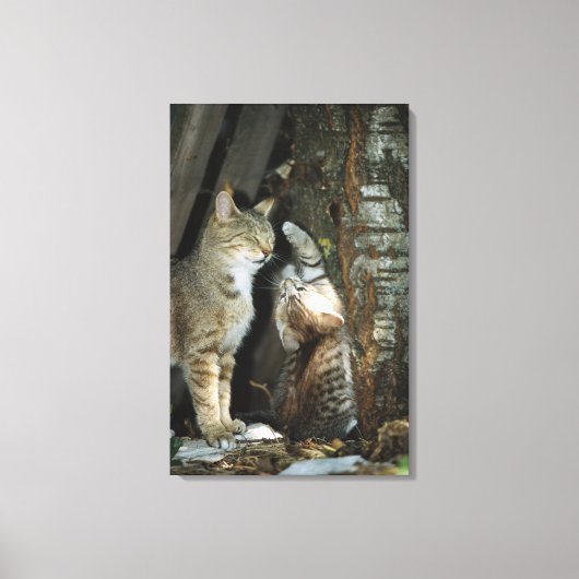 Katze und Kitten von Bäumen Leinwanddruck (Vorderseite)