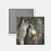 Katze und Kitten von Bäumen Magnet (Vorderseite/Rückseite)