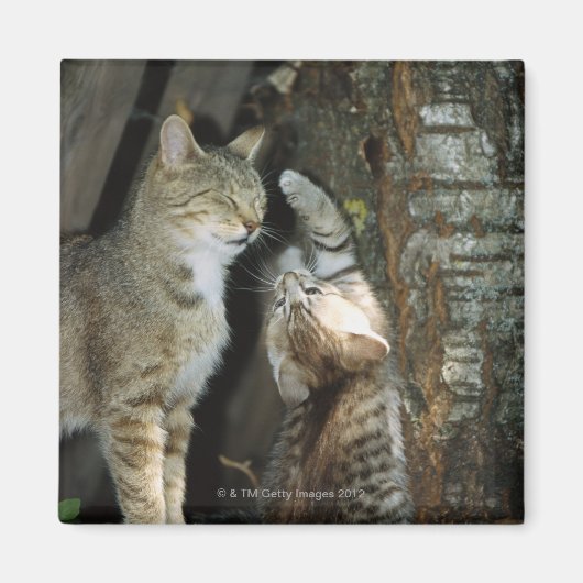 Katze und Kitten von Bäumen Magnet (Vorne)