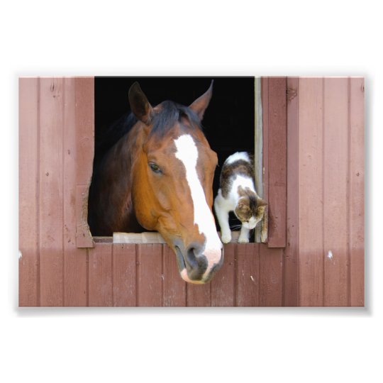 Katze und Pferd - Pferderanch - Pferdeliebhaber Fotodruck