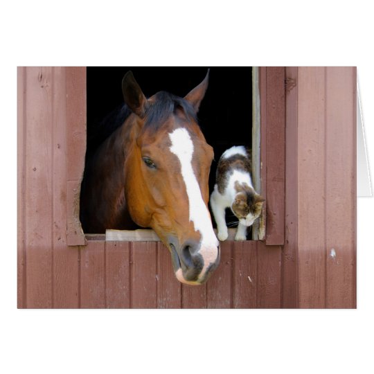 Katze und Pferd - Pferderanch - Pferdeliebhaber Karte