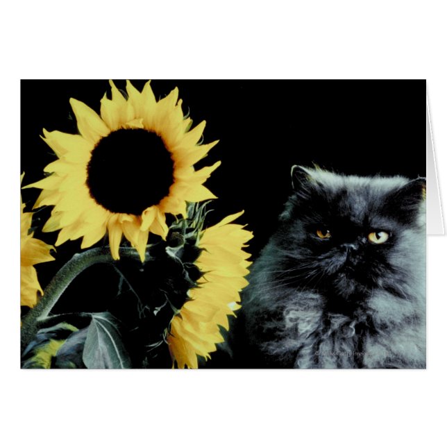 Katze und Sonnenblumen (Vorderseite (Horizontal))
