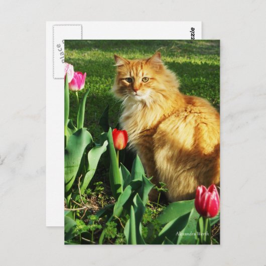 Katze unter den Tulips Postkarte (Vorne/Hinten)