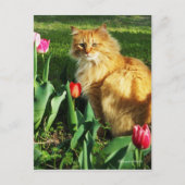 Katze unter den Tulips Postkarte (Vorderseite)