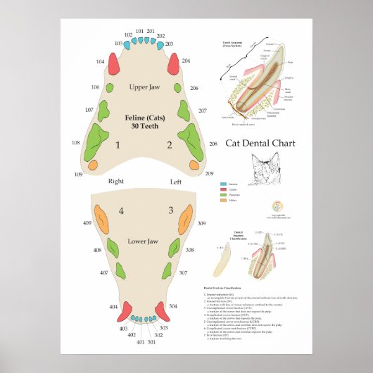 Katze Veterinär-Zahn-Diagramm Poster (Vorne)