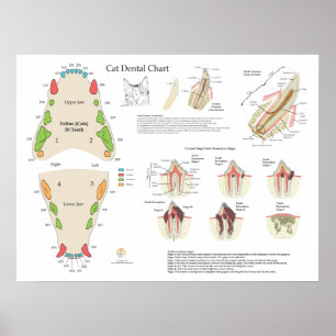 Katze Veterinär Zahn Tooth Chart Poster
