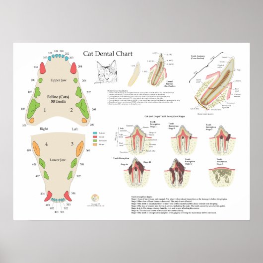 Katze Veterinär Zahn Tooth Chart Poster (Vorne)