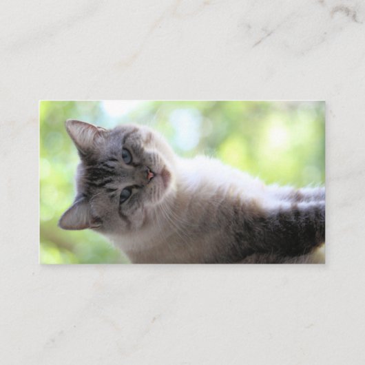 Katze Visitenkarte (Rückseite)