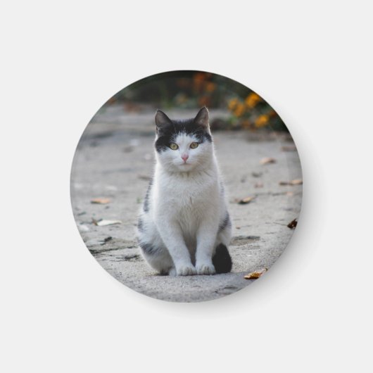 Katze, weiß, Haustier Magnet (Vorne)