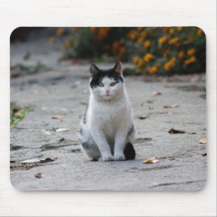 Katze, weiß, Haustier Mousepad