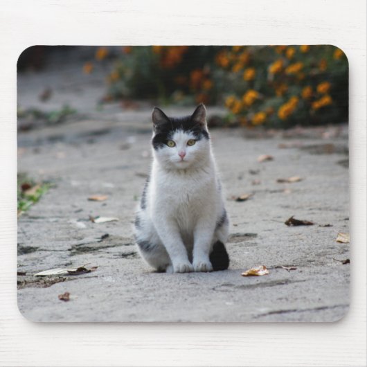 Katze, weiß, Haustier Mousepad (Vorne)