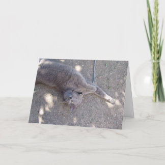 Katze will Geburtstagskuchen! Karte