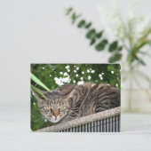Katze wird böse postkarte (Stehend Vorderseite)