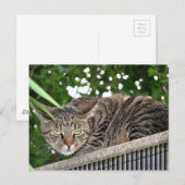 Katze wird böse postkarte (Vorne/Hinten)