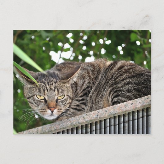 Katze wird böse postkarte (Vorderseite)