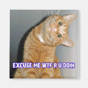 Katze wtf magnet