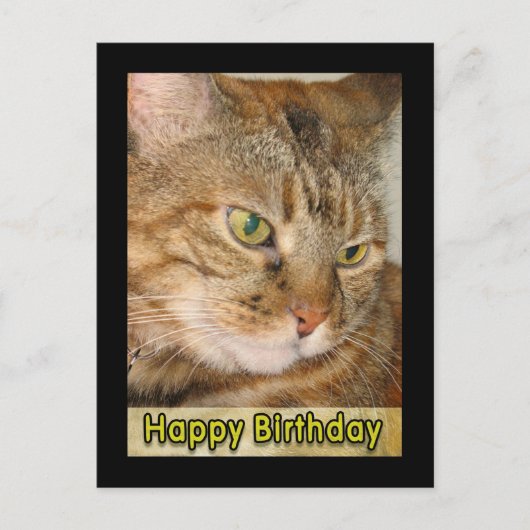 Katze zum Geburtstag Postkarte (Vorderseite)