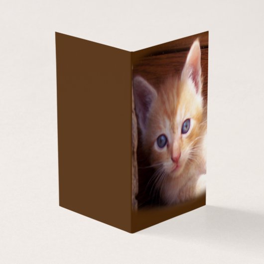 Katzen (Vorderseite)