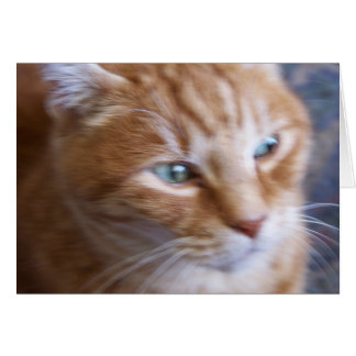 Katzen 002