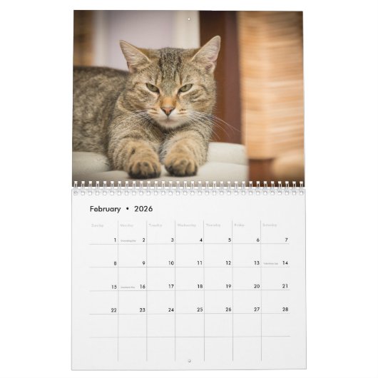 Katzen 2017 kalender (Feb 2026)