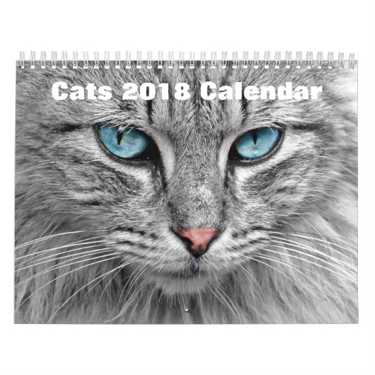 Katzen 2017 kalender (Titelbild)