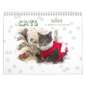 Katzen 2024 Kalender (Titelbild)