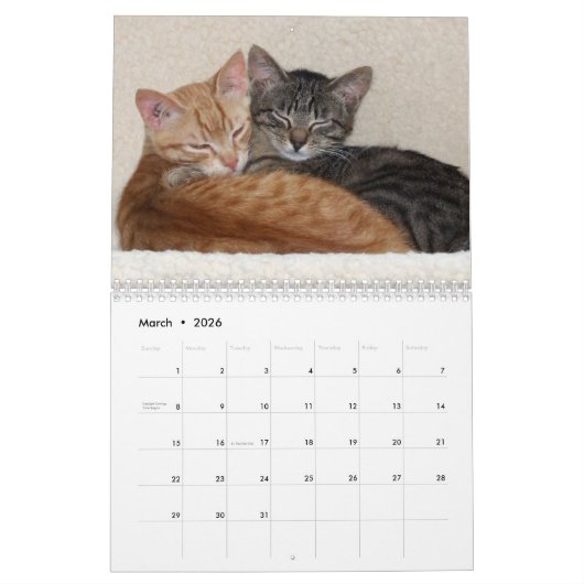 Katzen 2026 Foto-Kalender Kalender (Mär 2026)