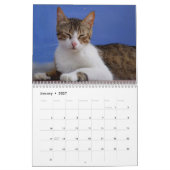 Katzen 2026 Foto-Kalender Kalender (Jan 2027)