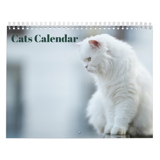 Katzen 2027 kalender (Titelbild)