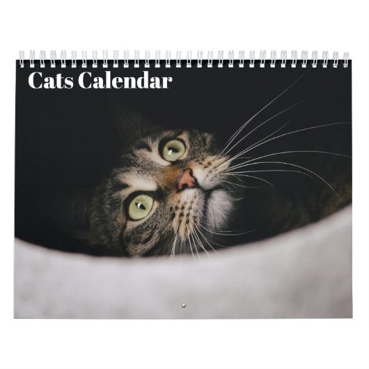 Katzen 2027 Kalender (Titelbild)