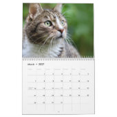 Katzen 2027 Kalender (Mär 2027)