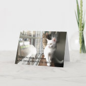 Katzen am Fenster Karte (Vorderseite)