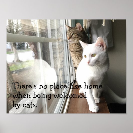 Katzen am Fenster Poster (Vorne)