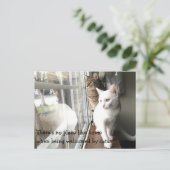 Katzen am Fenster Postkarte (Stehend Vorderseite)