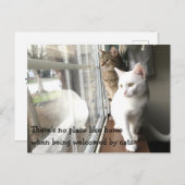 Katzen am Fenster Postkarte (Vorne/Hinten)